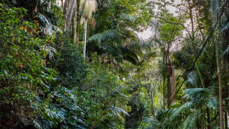 [0888] Casa – Chácara Flora – São Paulo SP